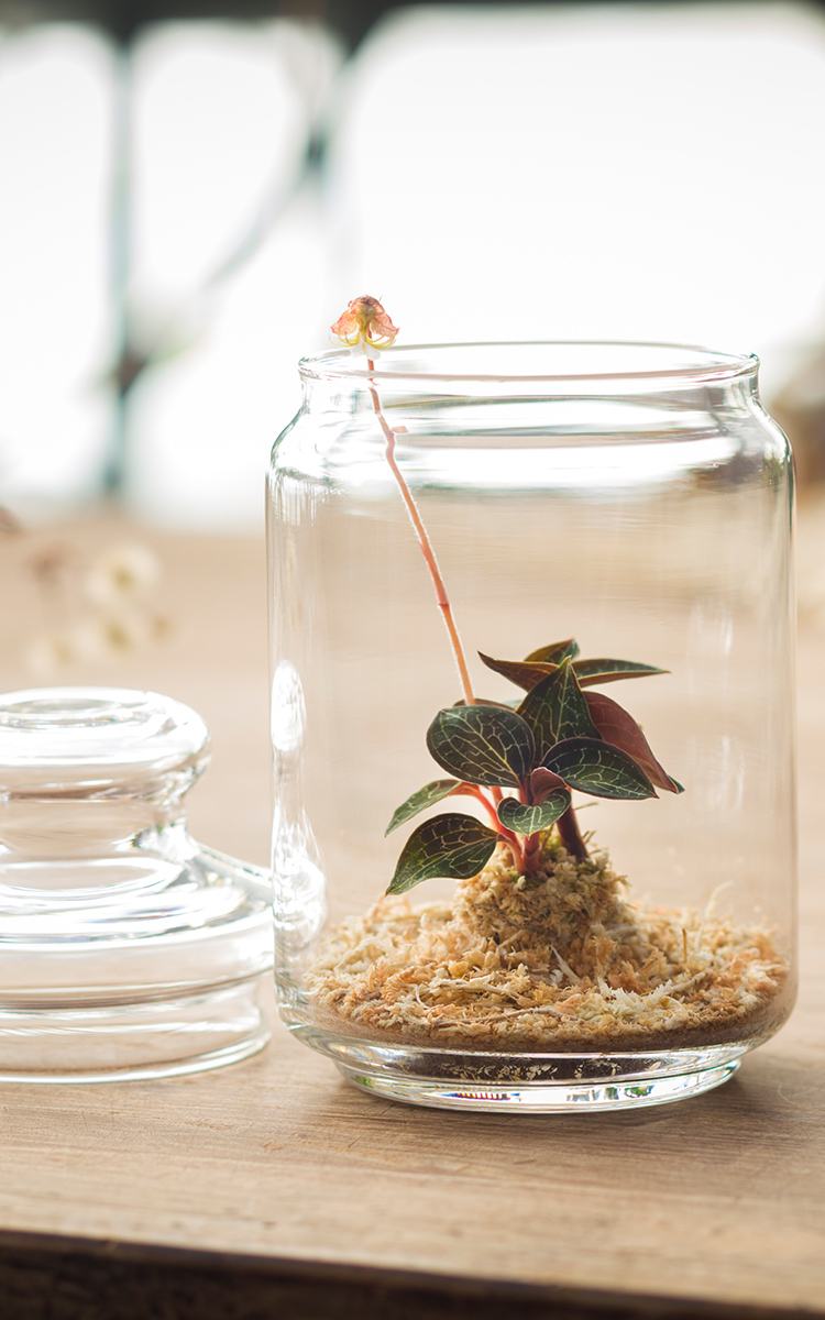ボトルの中で蘭が咲く軽井沢の風をお届けします | Bottled Orchid